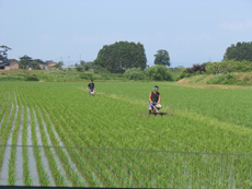 3.人力農法